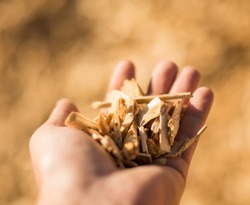 A fistful of wooden fuel chips. Selective focus.
