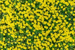 Many small yellow meadow buttercup flowers with green leaves background. Full frame and top view of wildflowers in spring.