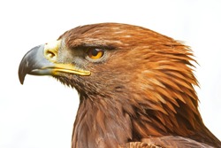 head of golden eagle isolated