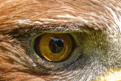 detail  right eye golden eagle