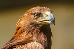 golden eagle close up