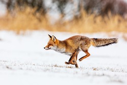 red fox (Vulpes vulpes) quickly running away through the snowy landscape
 