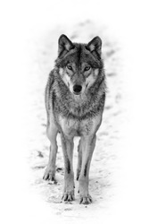 Eurasian wolf black and white