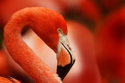 flamingo with red background