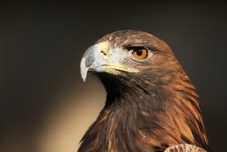 nice portrait golden eagle