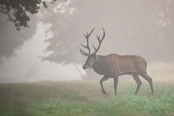 Magnificent adult male deer at the time of the slab in the fall in a wild forest in France. Early morning with white mist. The animal crosses a clearing on the edge of a wild deciduous forest