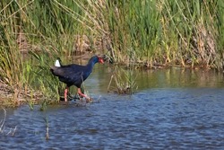 Purple Swamphen (Porphyrio porphyrio). Big bird with blue feathers and big red beak. Wild bird from the Camargue in the south of France, in the water of a marsh along the reeds
