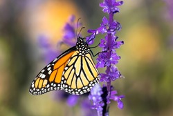 A detailed side profile image of a Monarch Butterfly climbing a brightly colored Lavender plant, within a Lavender garden setting.