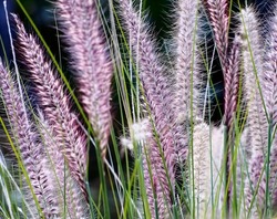 Closeup image of Purple Fountain Grass against a dark, natural background.