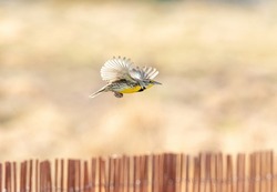 A Western Meadowlark flying by a red fence with a clean, grasslands background.