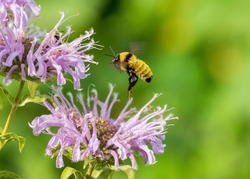 A Northern Amber Bumble Bee (Bombus borealis) hovering over a light purple or pink Bee Balm plant.