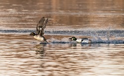 An Adult Goldeneye drake being aggressive towards a Juvenile Goldeneye drake, chasing it away from its territory.