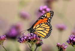 A beautiful Monarch Butterfly sitting atop a Purple Verbena flower pollinating its pink purple florets. Offset by a neutral colored background with softly depicted flowers.