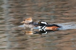 A Hooded Merganser couple in late Winter swimming in a lake of soft, earth tone colored reflections.