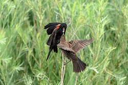 A male Red-winged Blackbird parent brings food to feed one of its young who is perched on a stick awaiting food.