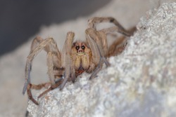close-up/macro of a Spanish tarantula,exoskeleton , biggest spanish spider lycosa hispanica.
