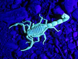 closeup/macro of an european common yellow scorpion and his exoskeleton called the cuticle, Buthus occitanus, glowing under UV/ultraviolet radiation,light.