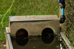 sheep watering trough with blue feeder pipe and tap 
