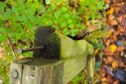 viewed from above a broken wooden hand rail with rusted and bent nails with a natural green background