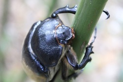 front view of a black and grey stag Beetle (order Coleoptera) clinging to a green stem isolated on a natural green tropical background