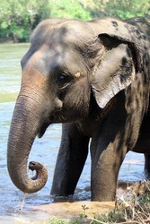 Indian elephant (Elephas maximus indicus) near Kanchanaburi, Thailand taking a bath in the river splashing water and swimming