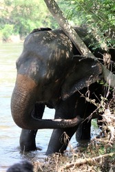 Indian elephant (Elephas maximus indicus) near Kanchanaburi, Thailand taking a bath in the river splashing water and swimming
