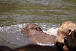 two Indian elephant (Elephas maximus indicus) near Kanchanaburi, Thailand taking a bath in the river