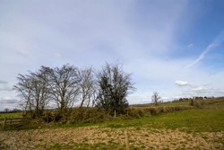Typical countryside of Devon with green fields, gentle hills with hedges and trees with a few white clouds and a clear blue sky