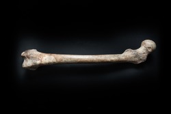 Femur human bone close up isolated on black background