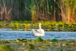 Swan, cygnus olor, in Danube Delta, Romania