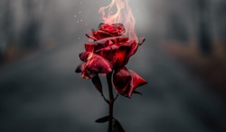 Beautiful Burning Red Rose Background