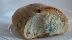 Close up piece of bread covered with mold. Damaged bread with fungus. Spoiled food concept.