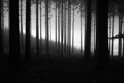 black and white forest with fog