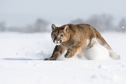 Cougars running around in snowy pasture.