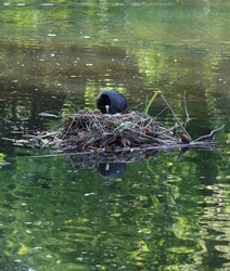 Water hen on its nest with babies and eggs