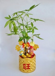 A potted Pachira Aquatica (Money Tree Plant) in golden vase with Chinese New Year decorations of tiger, gold coins and God of Prosperity. Chinese words translation: prosperous ,wealthy and rich. 