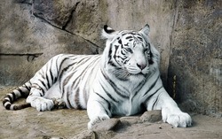 White Bengal tiger, Amur tiger albino, Bengal tiger albino. A white tiger on a rock.
