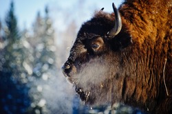 Bison (bison) in the wild, in winter, against the background of forest and snow, in their natural habitat. A beautiful portrait of a wild animal at the moment when it breathes and lets off steam