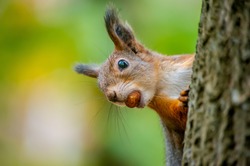 A beautiful funny squirrel on a tree holds a nut in its teeth on a blurry background