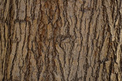 close up Old dry tree brown bark background and texture