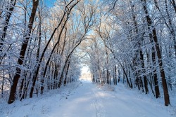 Picturesque snowy trees in a winter atmosphere after snowfall. A path among trees in a snow-covered forest. Winter snow branches of trees, walk path, footprints on the snow and light in perspective.