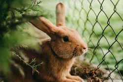 Little red-eared rabbit on the green grass in a cage near the fence in summer. Easter celebration, Easter bunny in the garden. Beautiful pet. Fluffy animal, fur. Home, joy, spring.