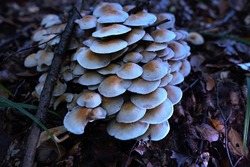 Dangerous mushrooms in the forest. Colony of white mushrooms on a stump. Parasites on the tree. Poisonous plants. Luminescent, psychotropic, mushroom caps. Biodiversity. Don't eat, death. Blue colours