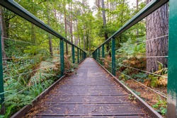 Bridge in a forest in England