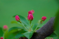 Bright pink crabapple tree buds ready to bloom in spring