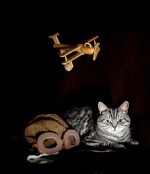 striped gray cat on a black background, a cat on a black background with a pilot's hat and an airplane, a cat near the pilot's hat and a wooden plane flying on a black background