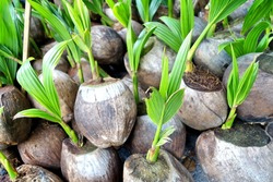 Coconut seedlings.