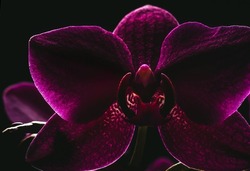 Delicate purple orchid flower with glowing leaves on a dark background.