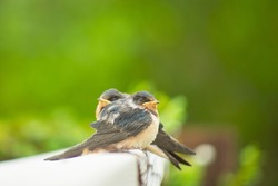 two swallow chicks share a sunny afternoon together with much fellowship and love