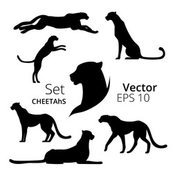 Cheetah set vector
